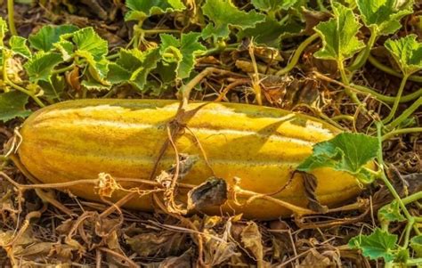 13 نوع خربزه و حقایقی جالب درباره‌ی آن‌ها | دیجی‌کالا مگ
