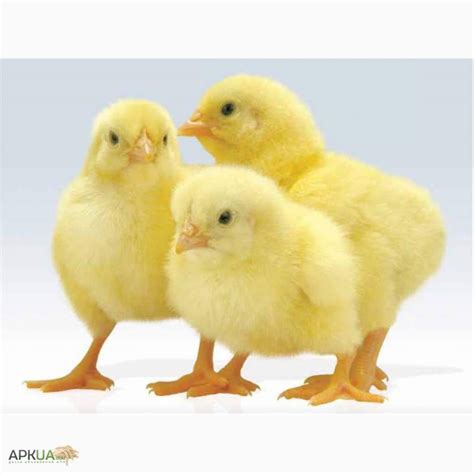Продам суточный бройлер, Глобино — APKUA