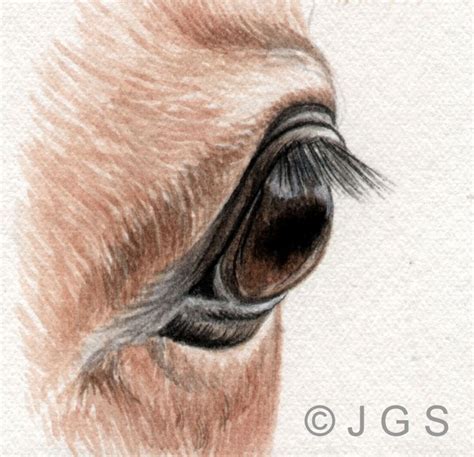 Drawing Tutorials | Horse painting, Horse drawings, Horses