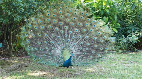 Fancy Peacock Photograph By Joey Villarreal