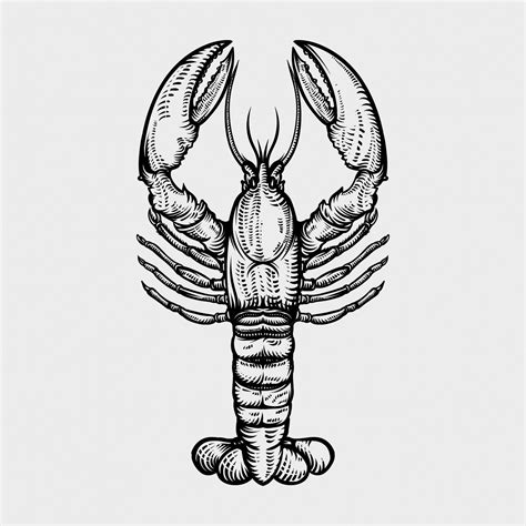 Premium Vector Lobster Hand Drawn Engraving Style Illustrations