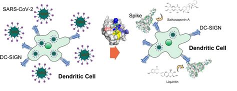 Biomolecules Free Full Text Glycan Epitopes And Potential Glycoside