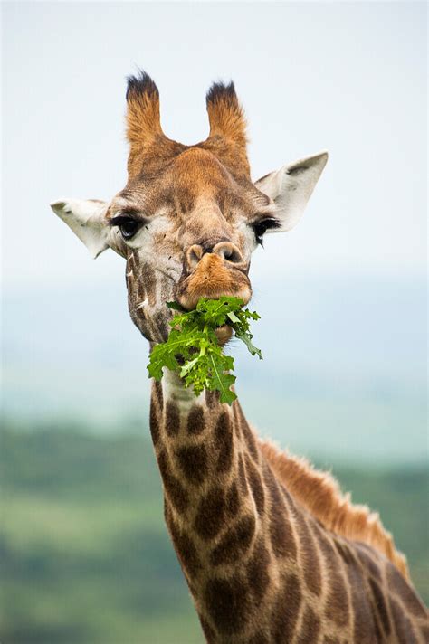 Giraffe Eating