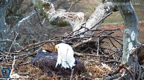 Watch Live: Pennsylvania bald eagles nest cameras | ABC27