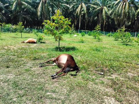 Dua Penternak Rugi Rm Ekor Lembu Mati Diracun Media Variasi