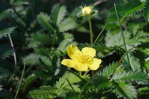 Control Of Cinquefoil - How To Get Rid Of Cinquefoil Weeds | Gardening Know How