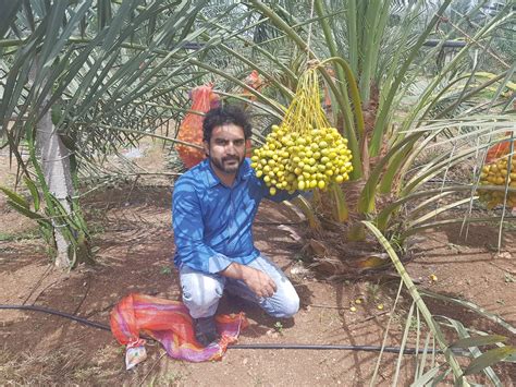 Prathibha Farms: About Date palm cultivation INDIA (telangana and ...