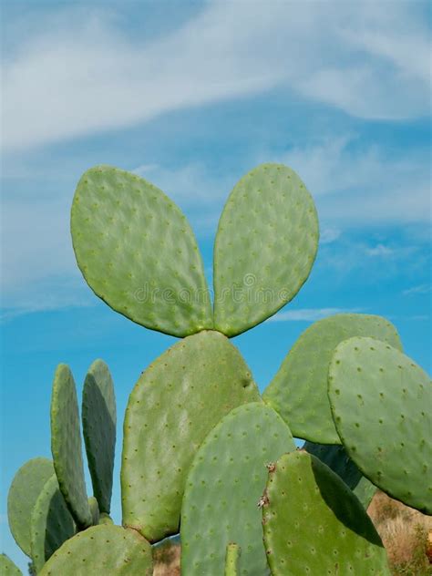 Cactus Silvestres Creciendo Afuera En El Desierto Foto Vertical Imagen