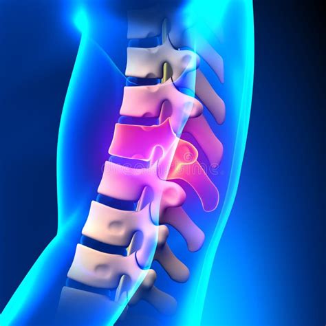 Anatomia Della Spina Dorsale Con Il Sistema Di Ciculatory Illustrazione