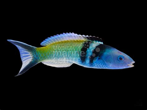 Bluehead Wrasse Thalassoma Bifasciatum Tmc