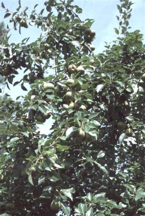 Online Plant Guide Pyrus Communis Orient Orient Pear