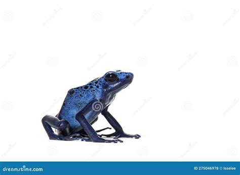 Side View Of A Blue Poison Dart Frog Dendrobates Tinctorius Azureus