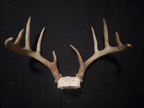 Whitetail Deer Point Buck Antler Taxidermy Horns Shed Cabin