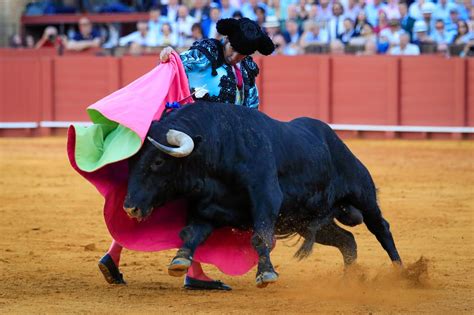 La Maestranza Compensa A Morante Con Un Rabo Tras Otro Gran Recital De