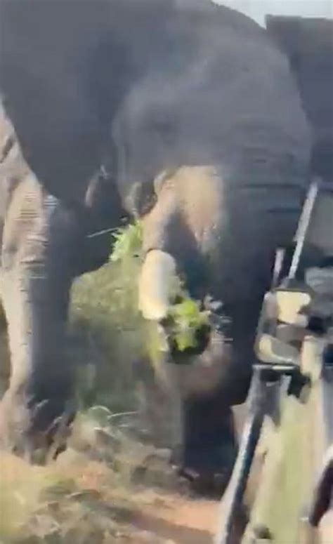 Sex Crazed Elephant Attacks Safari Car And Rams It Off Road As Students