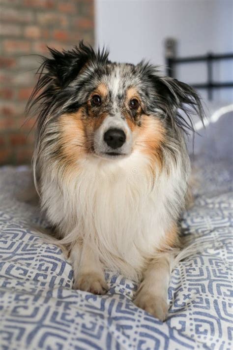 Blue Merle Shetland Sheepdog Sheltie Dog Laying On Cozy Apartment Bed