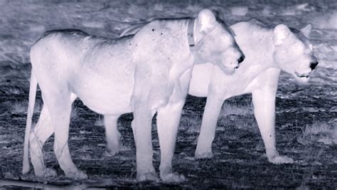 Rare Footage Shows the Clever Way Lions Hunt in Total Darkness - Nerdist