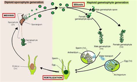 Estrutura E Ciclo De Vida Das Plantas Várias Estruturas