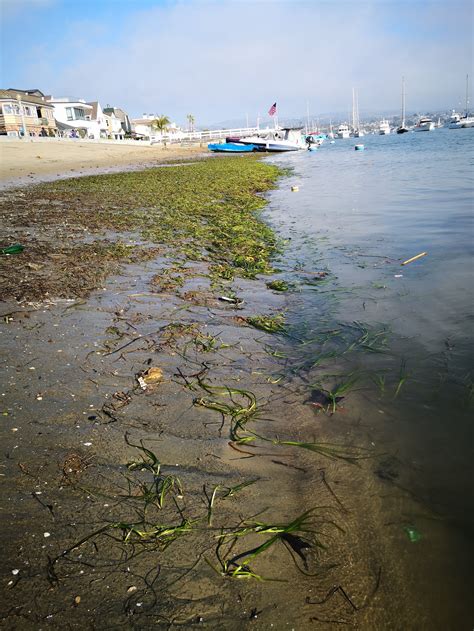 Three Tiered Framework Developed For Assessing Health Of Seagrass Beds Southern California