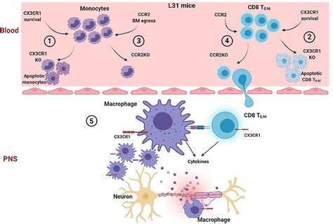 Frontiers Cx Cr But Not Ccr Expression Is Required For The