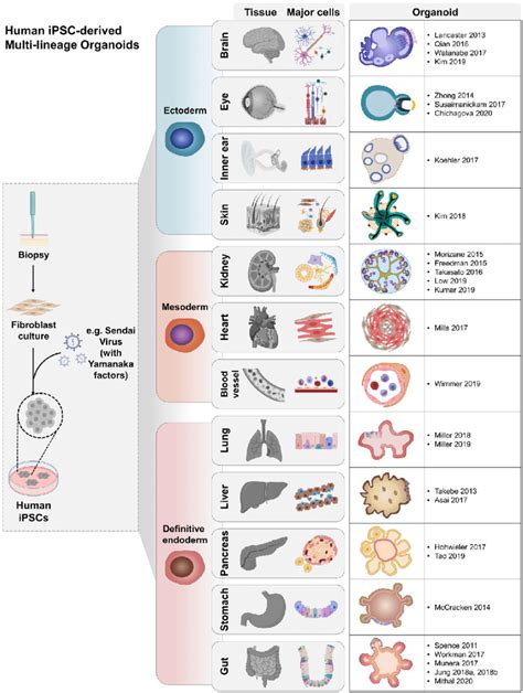 Summary Of The Generation Of Ipsc Derived Multilineage Organoids The Download Scientific