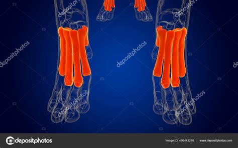 Anatomía Esquelética Del Esqueleto Del Perro Los Huesos Metatarsianos