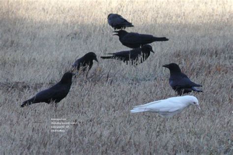 Albino bird: a white crow - Birds and Blooms