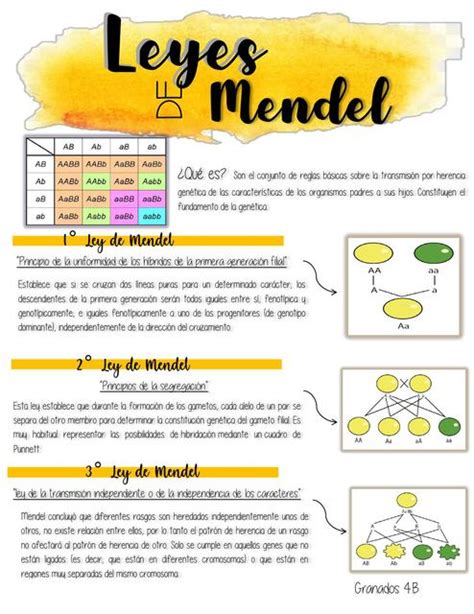 Primera Ley De Mendel - Dinami