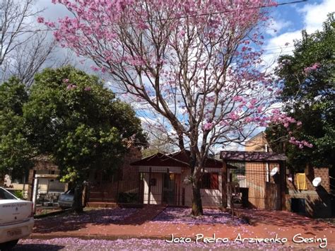 Handroanthus Heptaphyllus