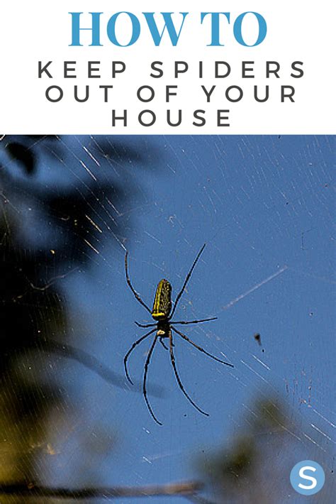 How To Prevent Spiders From Getting Into Your Home Pest Control Spider Prevention Insect Control