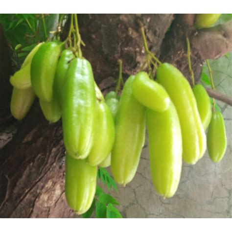 Jual Buah Belimbing Wuluh Segar Bahan Masakan Shopee Indonesia