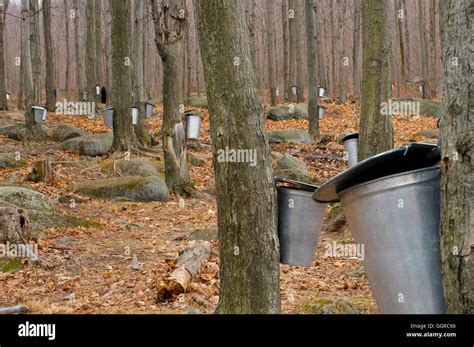 The Maple Syrup Farms Cabanes à Sucre Of Quebec During Autumn Stock