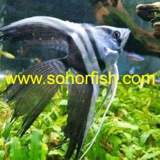 Veiltail Black And White Angel Pterophyllum Scalare Ornamental