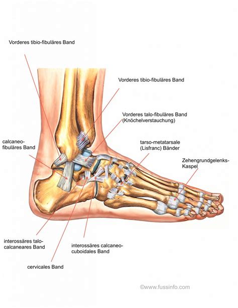 Bänder des Fusses und Sprunggelenkes fussInfo