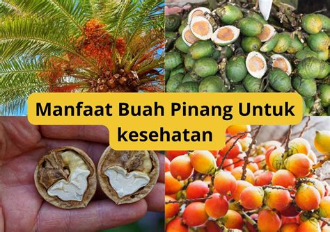 Manfaat Buah Pinang Untuk Kesehatan Boleh Dikunyah Langsung