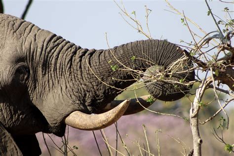 Botswana Okavango Delta Elephant I Averbuch Flickr