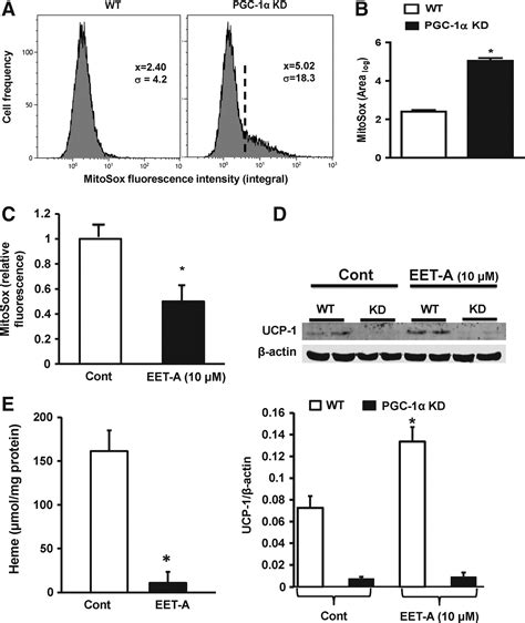 Epoxyeicosatrienoic Acids Regulate Adipocyte Differentiation Of Mouse