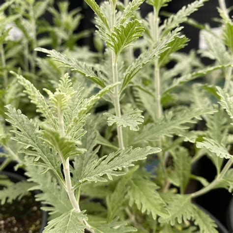 Russian Sage Perennials Sun › Anything Grows