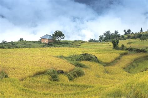 Vietnam Beras Bidang Ha Foto Gratis Di Pixabay