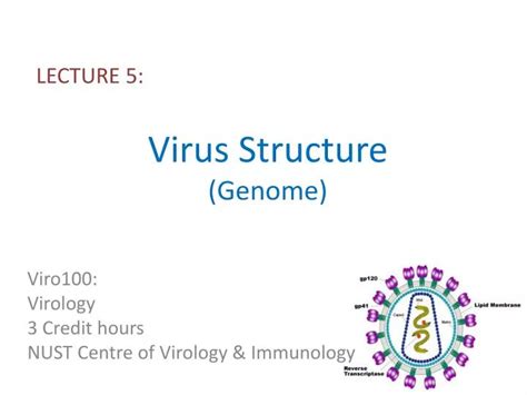 Ppt Virus Structure Genome Powerpoint Presentation Free Download