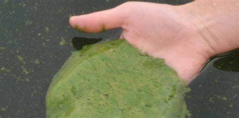 Toxic Blue Green Algae Ends Swimming At Popular Victoria Lake Cbc News