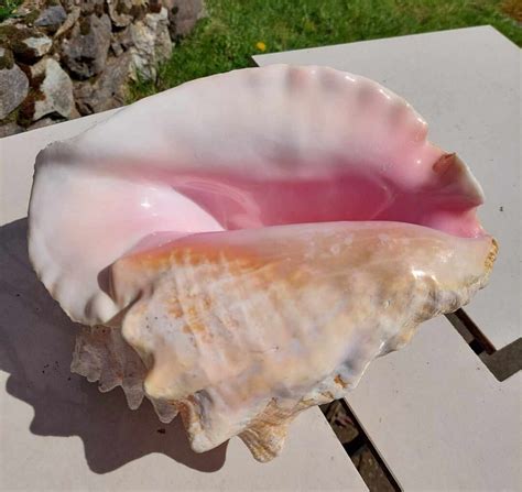 Vintage Caribbean Conch Shell Beach Decor Etsy