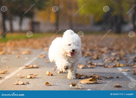 Little White Dog In Run Stock Photo Image Of Little 62421712