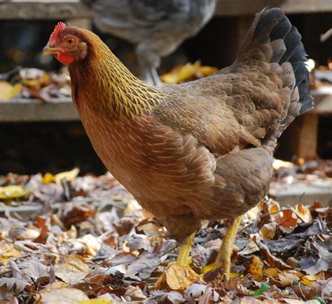 Meet The Cluckers Moose Manor Farms