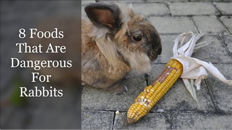 8 Foods That Are Dangerous For Rabbits Youtube