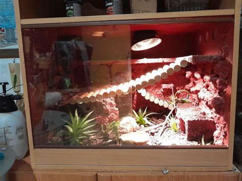 Rate my terrarium for 6 month old leopard gecko. Real plants and dairy ...