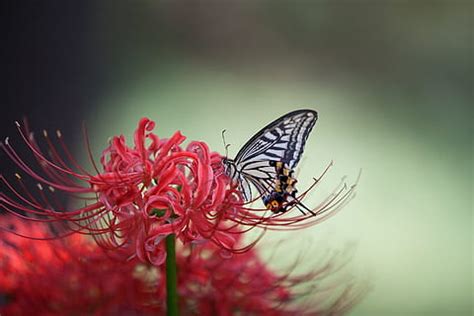 Lizenzfreie Schmetterlingsmakrophotographie Fotos Piqsels