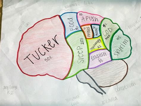 Ap Psych The Brain Example