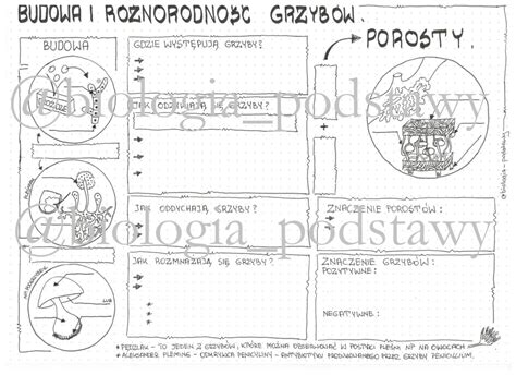 Klasa Grzyby I Porosty Budowa Sketchnotka Z Oty Nauczyciel