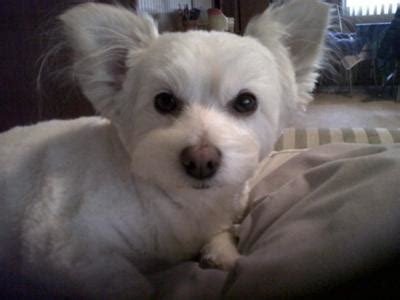 Maltese Westie Mix